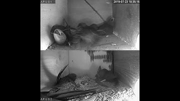 Rorýs obecný (Apus apus)  Common swift nest box live