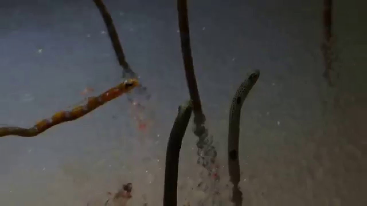 ニフレル チンアナゴ Youtube