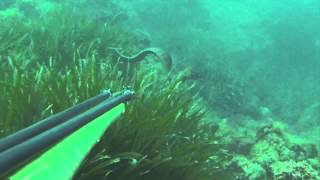 Prova Video Murena In Slow-Motion