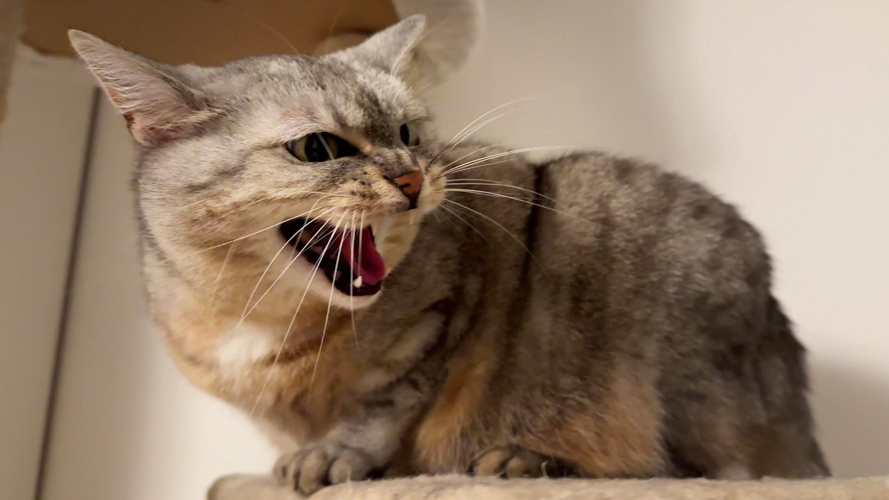 World’s grumpiest tower guard cat caught on camera
