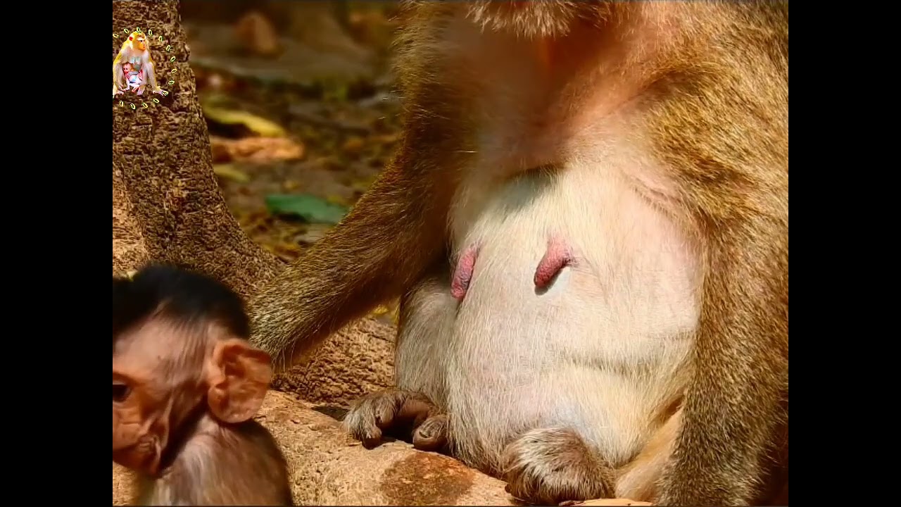 ibu Menarik ekornya karena akan jatuh