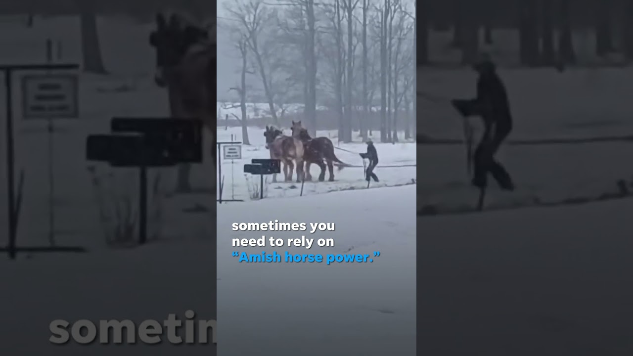‘We got ‘er done.’ Horses save car stuck in a snowy ditch. #Shorts