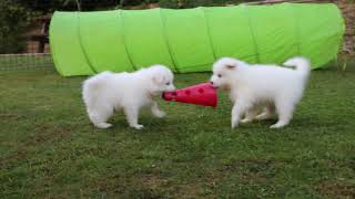 Vasko & Lexie puppies ~ 6 weeks old Samoyeds by Savko Memories Kennel 3,397 views 5 years ago 46 seconds