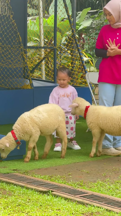 Mbee dombaaaa  #kambing #kids #funny #kucing #odongodong #domba