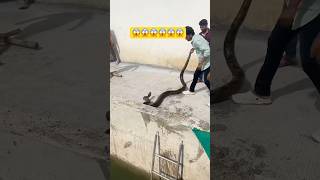 Found phython 🐍😱 #snakes #phython #anaconda #snakestyle #explore #explorepage #fypシ #ytviral #yt