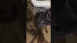 Это видео длиться 3 сек!🙀❤️ подпишись и поставь лайк если любишь котиков🐱🥰  #shorts #cat #trend