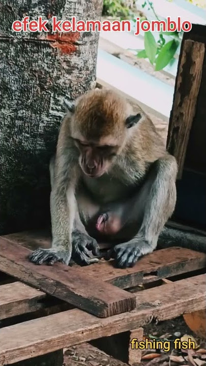 mantab mantab sendiri akibat kelamaan jomblo