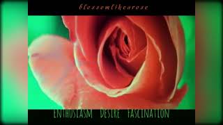 The Meaning of an Orange Rose