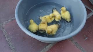 My Ducklings 