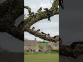 Five Swallows Build Mud Nests on One Tree 🐦🌿