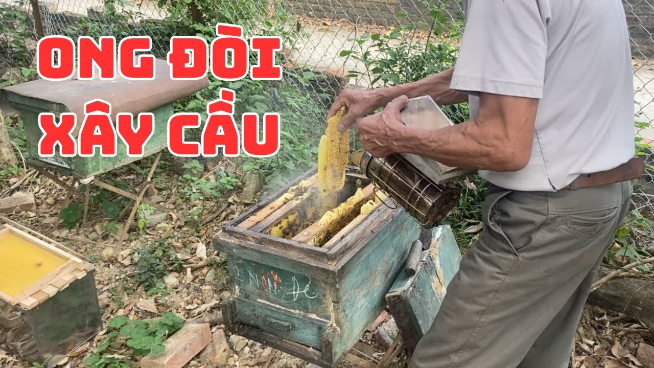 Đàn ong có biểu hiện này là chuẩn bị xây cầu – đừng bỏ lỡ