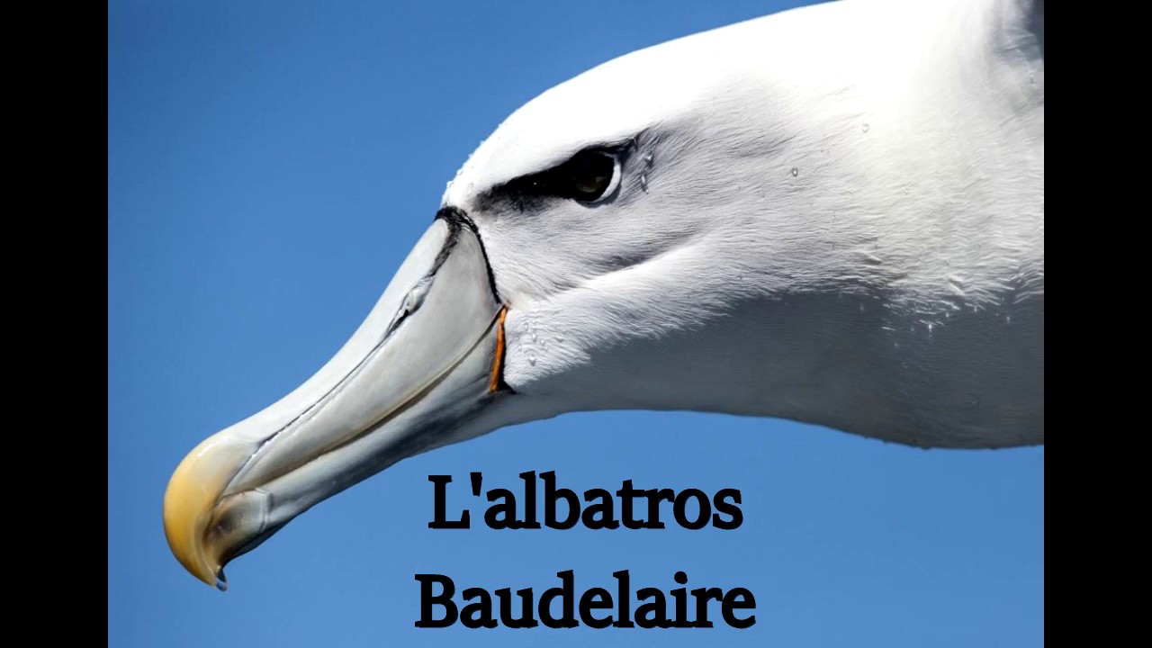 L'albatros - Baudelaire - YouTube