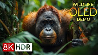 ANIMALS IN THE WILD 8K HDR – Nature Sanctuaries