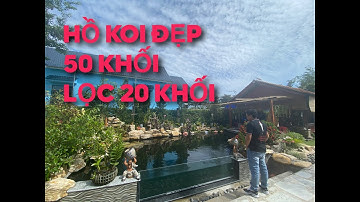 HỒ KOI SIÊU ĐẸP - 50 KHỐI - LỌC KHỦNG 20 KHỐI