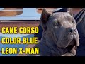 CANE CORSO Color Azul - Blue