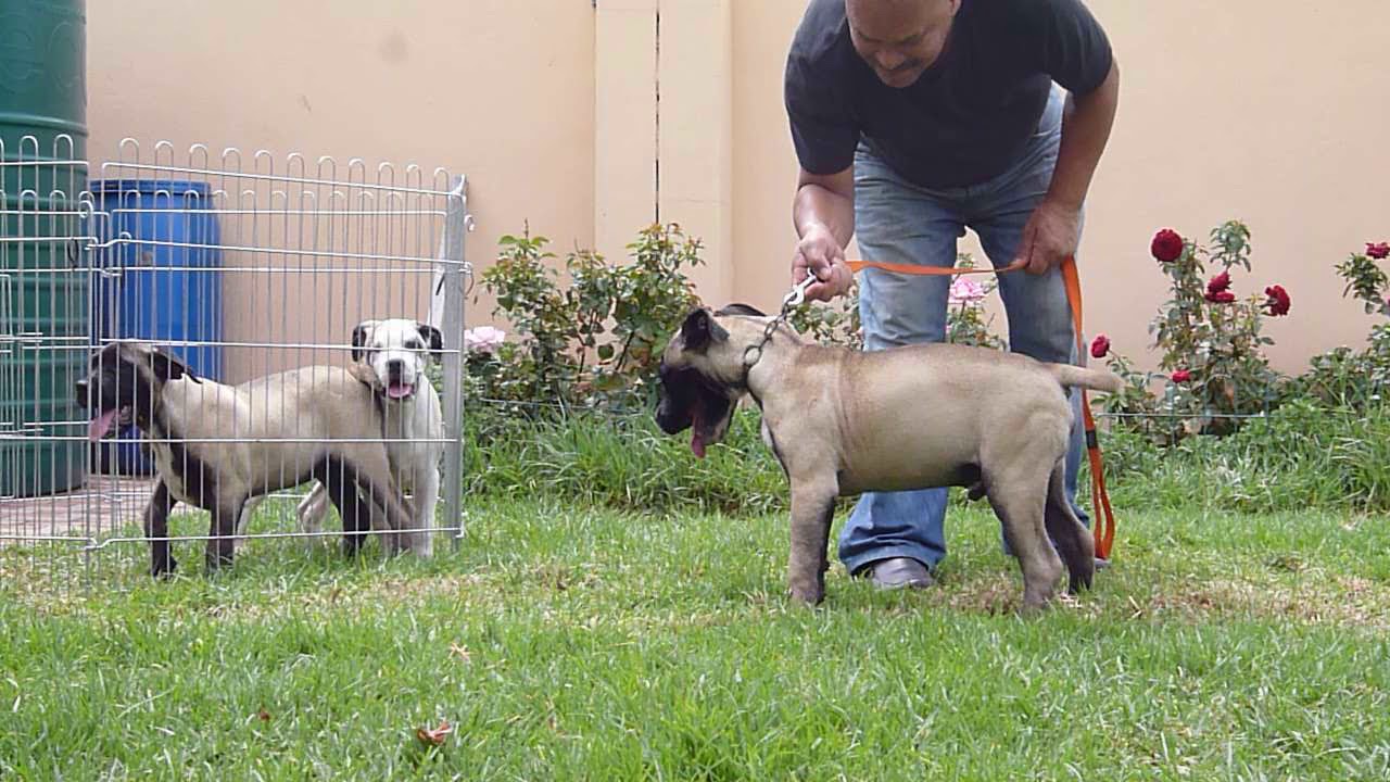 4 months old Ysterberg Mastiff male puppy Part 1 YouTube