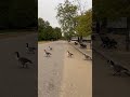 #travel #UnitedKingdom #UK #England #London #HydePark #Park #Bird #旅行 #イングランド #ロンドン #公園 #鳥