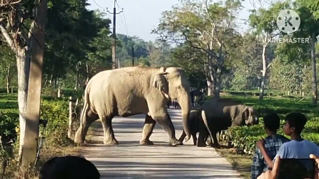 #humanelephantconflict