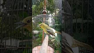 #kicaumania #cipohgacor #cipohmania #burung #birds #kicaumanianusantara #burungkicau #burungcipoh