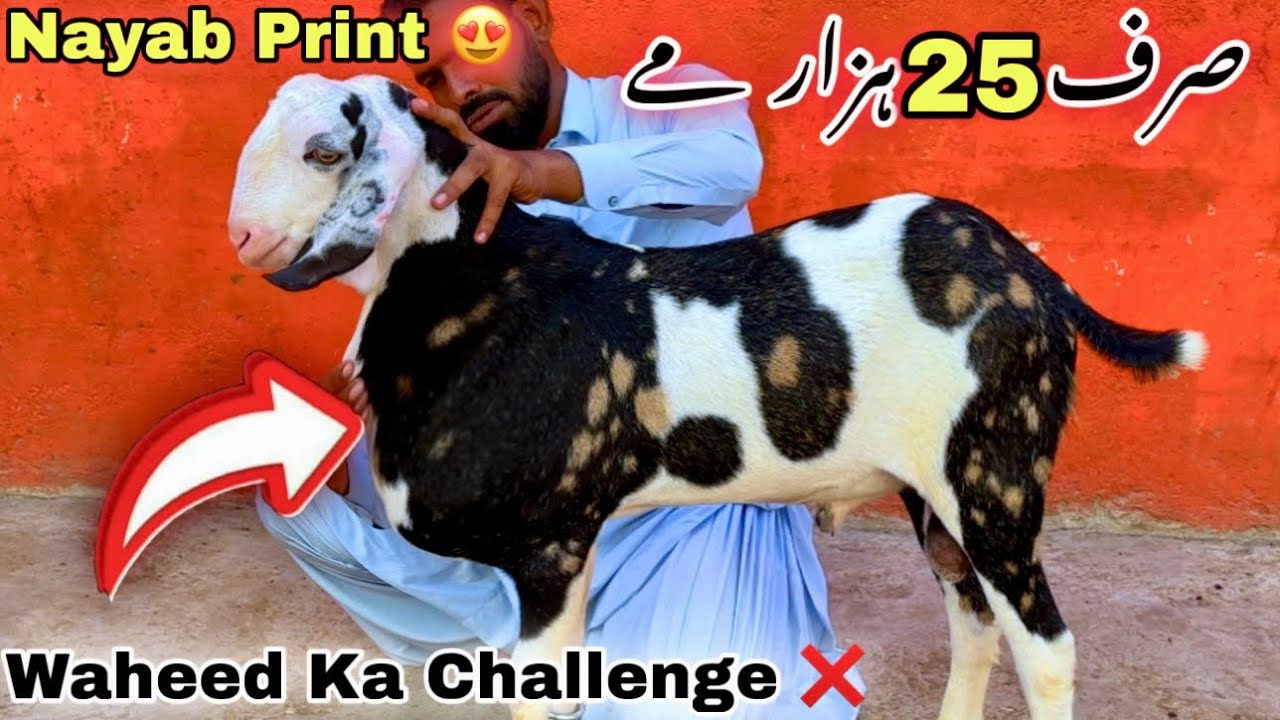 Waheed Shah Riar Farm Top Quality Printed Munda 😍 | Waheed Goat Farm 2026 Ka Nayab Bacha Le ...