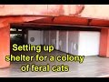 Setting up shelter for a tnr colony of feral cats