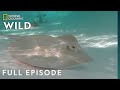 Stingray stunner full episode  secrets of the zoo