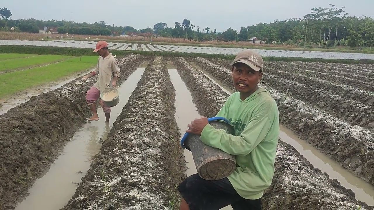 Proses olah lahan tanam cabe : penyebaran pupuk & Dolomit di pertanian Blora 