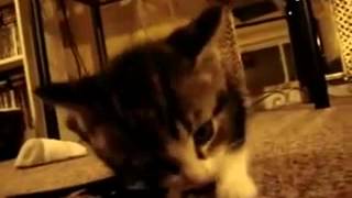 373funny animal! The food is too delicious cat ate