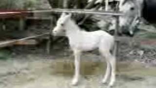 Lemon Cyberchip X Loma 1142010