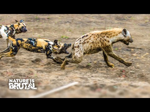 Wild Dog Warriors