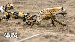 Wild Dog Warriors: Thriving Among Lions and Hyenas | Nature is Brutal