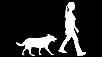 How to teach Down with a remote collar