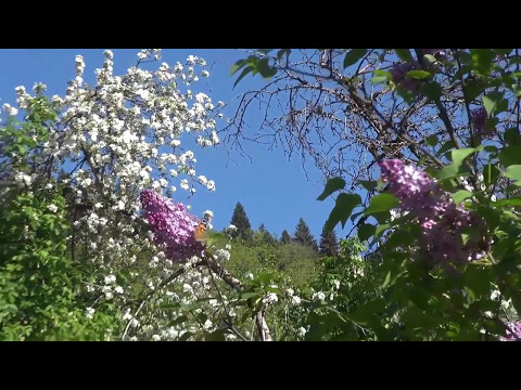 ანტუან დე სენტ-ეგზუპერის ლოცვა