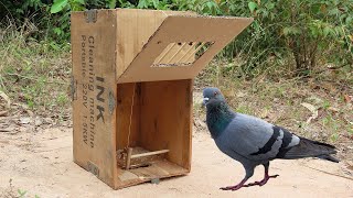 Best Pigeon Trap Easy Using Wood Box And Paper | Simple Bird Trap