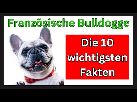 Video: Wichtige Artikel für Erstbesitzer von Bulldoggen