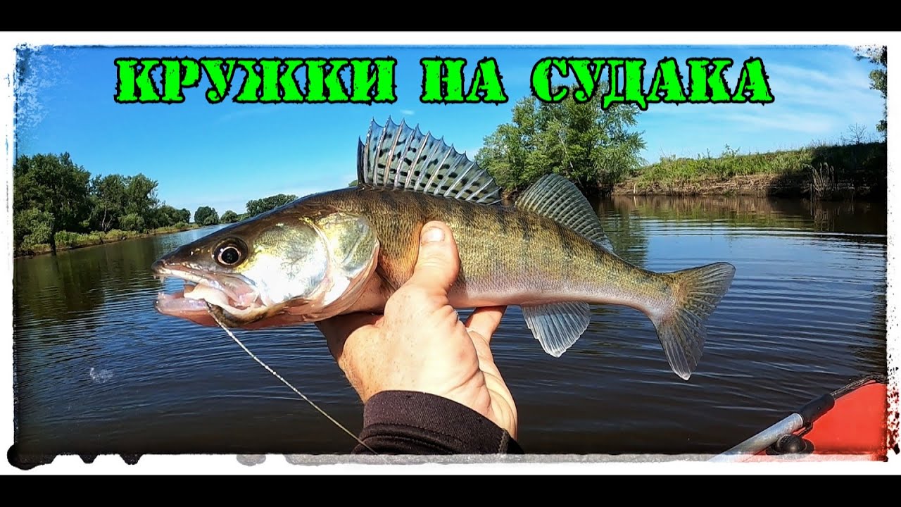 Судак на Кружки в начале Июня. Эта приманка стабильно ловит!