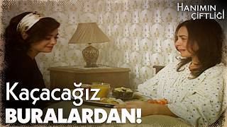 Güllü Annesini Göndermeye Niyetli Değil Hanımın Çiftliği