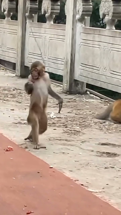 Monyet mabuk sangat lucu #monkey #trendingshorts #hiburan #animallover #funny