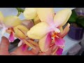 Орхидея с САМЫМ ДЛИННЫМ ЦВЕТОНОСОМ🙃😎🤠 Рекорд этого сезона