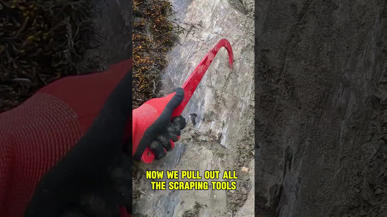 Gold Prospector Find Gold Nuggets!