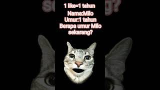 berapa umur Milo sekarang?#kucing #milo #lewatberanda #gabut #kucinglucu