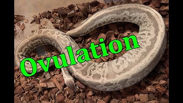 Ball Python Ovulation!!!