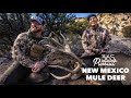 New mexico mule deer hunt