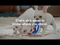 Risk Test Puppies :15 | Type 2 Diabetes Prevention | Ad Council