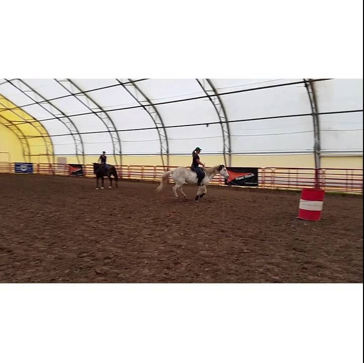 Squeetie Bridleless at a canter