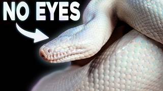 I Found The Rarest Snake In The World!