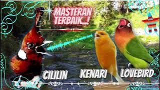 Cililin - Kenari - Lovebird || Tembakan Panjang Joss..! Buat Masteran