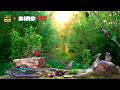 BirdTV: Sunnny Spring Afternoon Bird show incl Sunset #cattv #birdfeedercam  @Birdwatch007