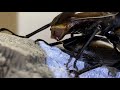 【4K/60fps】Hexarthrius Forsteri Kiyotamii mating Part1　フォルスターキヨタミの交尾　その１