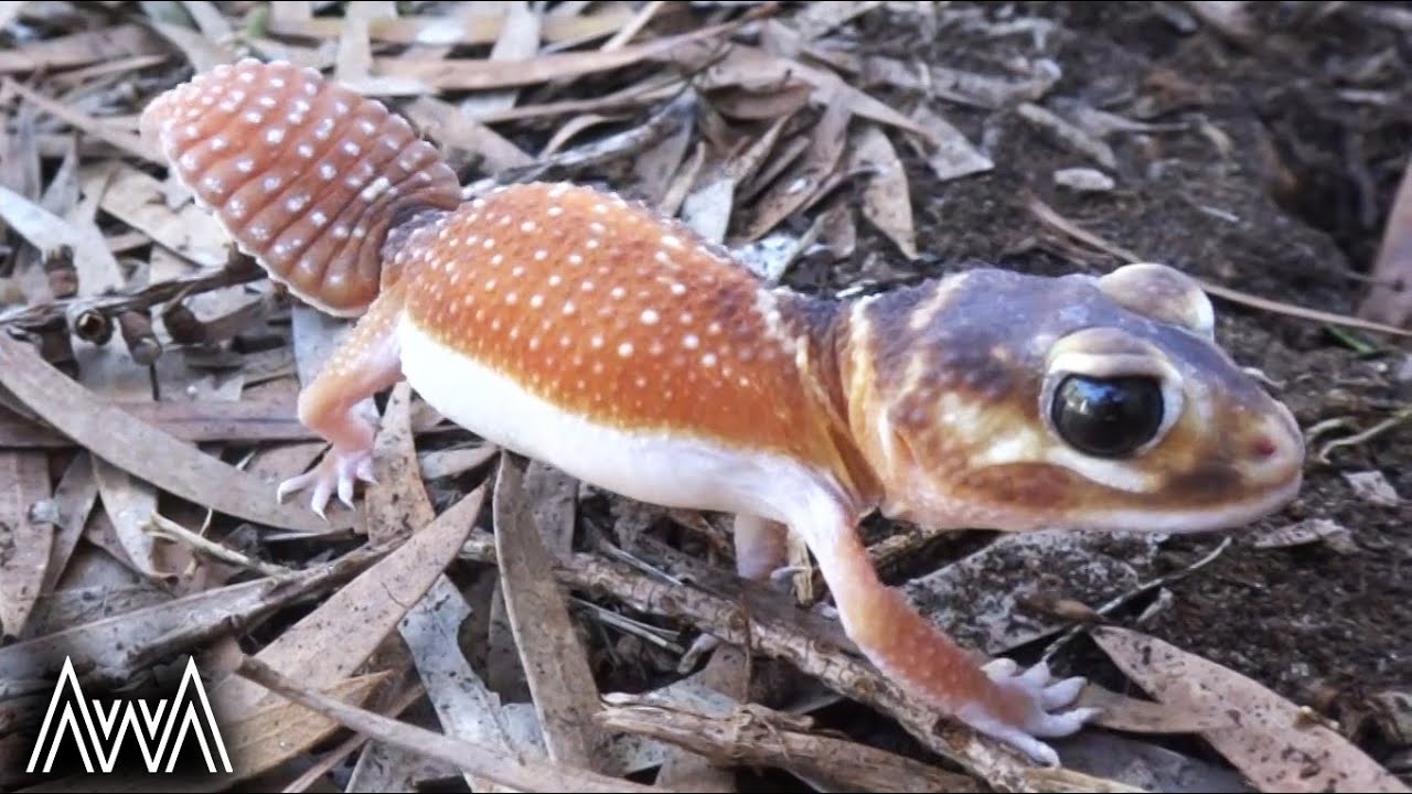 Awa Smooth Knob Tailed Gecko Nephrurus Levis Youtube